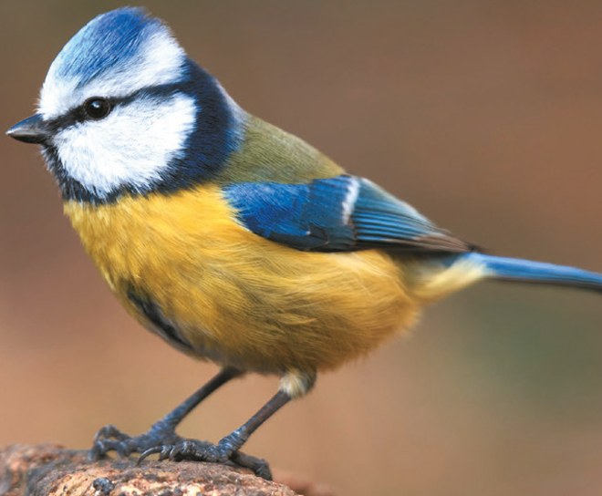 421716 Quartette Heimische Vögel Teaser Small.png