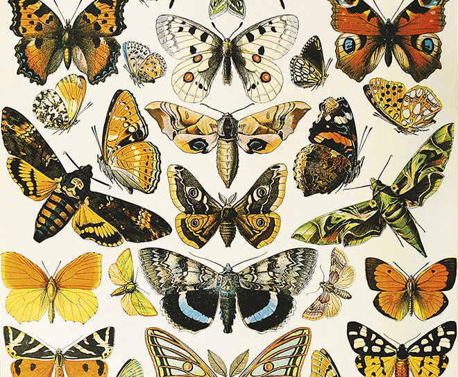 570445 Millot -Butterflies and Moths Teaser Small.png